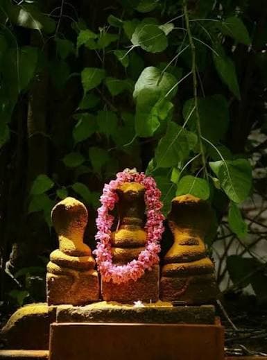 Garlanded serpent stones in the sacred grove